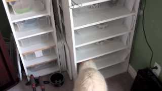 Ball Python Collection 08/13/2013 Wealth