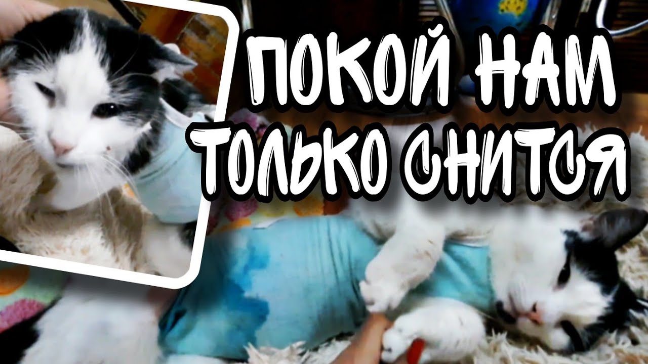 И в УС не дует, и ЛАПОЙ не ведет. 4-й день после операции. - YouTube