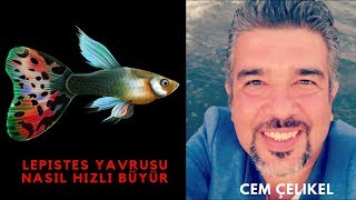 Lepistes Yavrusu Nasıl Hızlı Büyütülür. Bütün Sirlar Bu Vi̇deodalepistes Yavruları Neyle Beslenir