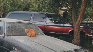 :  . , , ,     . Chevrolet Suburban 8gen.
