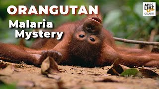 Orangutan Malaria Mystery - Research & Conservation Behind the Scenes by Apes Like Us 3,445 views 3 years ago 8 minutes, 55 seconds