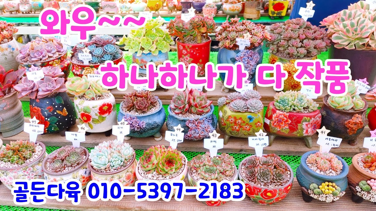 231018📍#골든다육 핑크여왕 수연 흑사금 줄리아나 레몬로즈 포르투나 블루멘탈 실크베일 사랑미인 고사홍 - YouTube