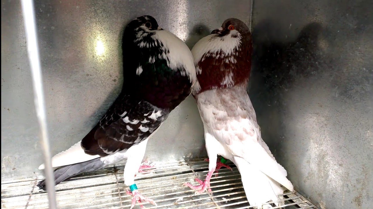 اجواء رمضان 🕊️🕊️🪺🪹في سوق حمام باب جديد اليوم الأحد مكناس 01/03/2026 