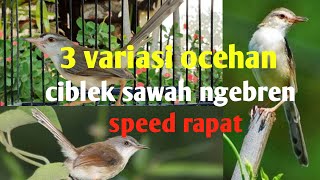 Masteran burung Ciblek Sawah GACOR NEMBAK SPEED RAPAT 3 VARIASI