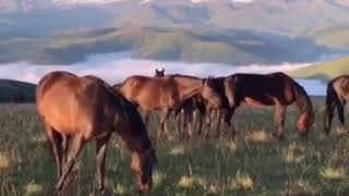 Табун лошадей Карачаевской породы в Приэльбрусья