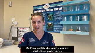 Double Sea Turtle Release: Big Chase & Pike
