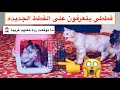 جمعت القطط 😍 شوفوا ردة فعل قططي الغريبة 😅💔/ Mohamed Vlog