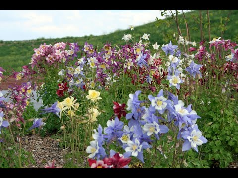 Video: Aquilegia Növləri Və Növləri (48 şəkil): Qaranlıq Aquilegia, Qızıl çiçəkli Drenaj Hövzəsi, Alp Və Skinner, Kanada Və Qızıl