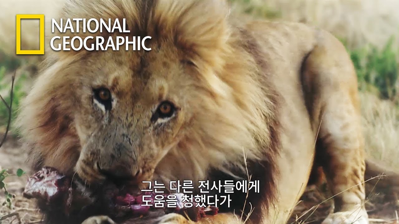 야생사자에게 잡아먹힐 뻔했던 아프리카 부족 원로의 이야기...｜헤이즌 아델의 '맨 인 더 와일드'