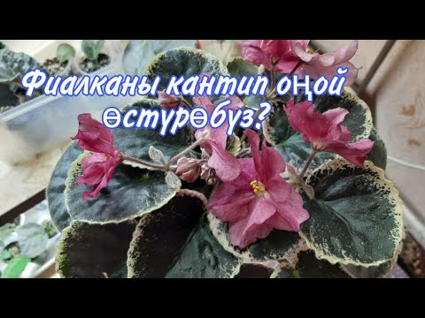 Video: Анемон гүлүн кантип өстүрөсүз?