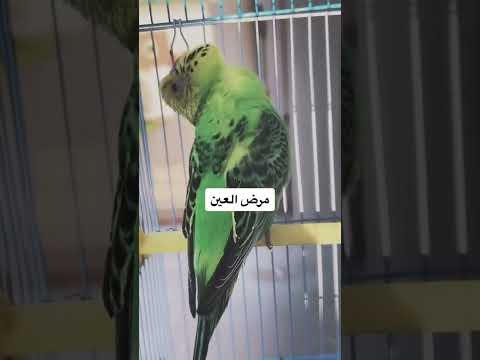 علاج التهاب العين