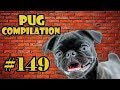 Pug compilation 149  funny dogs but only pugs  instapug