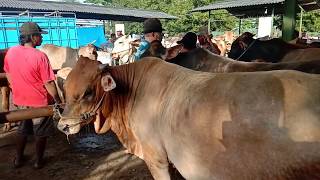 Murahya Harga Sapi Di Pasar Untuk Kurban Idul Adha Murahya Harga Sapi Di Pasar Untuk Kurban Idul Adha