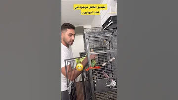 اسهل طريقة لترويض ايا نوع ببغاء كريم احمد مختص في تربية و انتاج الببغاءات 