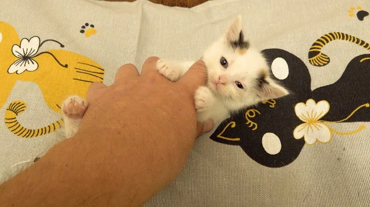 Video 11825061: kitten adoption