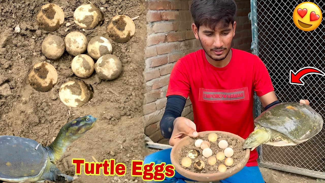 Turtle Ny Bhot Sary Eggs De Deay😍 Surprise