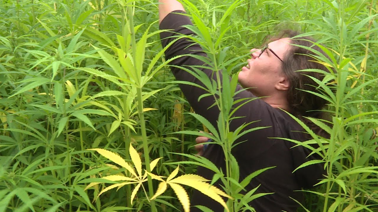 Lot : le chanvre nouvel eldorado pour les agriculteurs