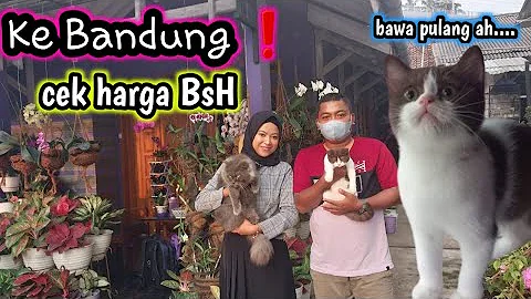 Video 11743341: cat adoption, pets