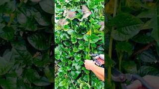My Kitchen Garden ( Fresh Pui Saag ) Malabar Spinach 🙏🌿 #viral #shorts #trending #kitchen #garden