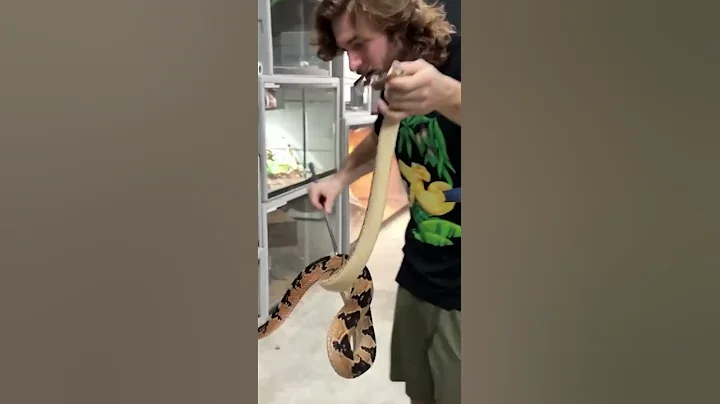 RAISING UP RATTLESNAKES‼️ - Chandler's Wild Life #shorts