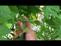 v48: Removal of First Fruit at Pagpruning sa Ampalaya.