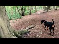 Black and Tan Coonhound family reunion の動画、YouTube動画。