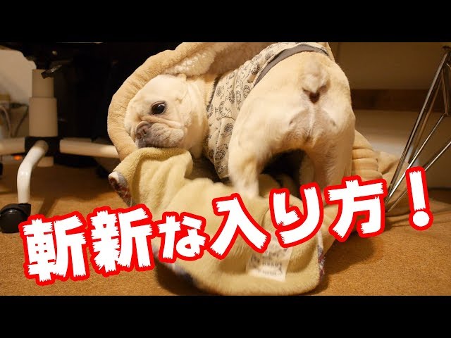 22 しまむらホイホイ ロールクッション の通販を比較