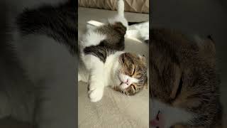 気持よさそうにお昼寝している猫の癒し度が半端ない #shorts