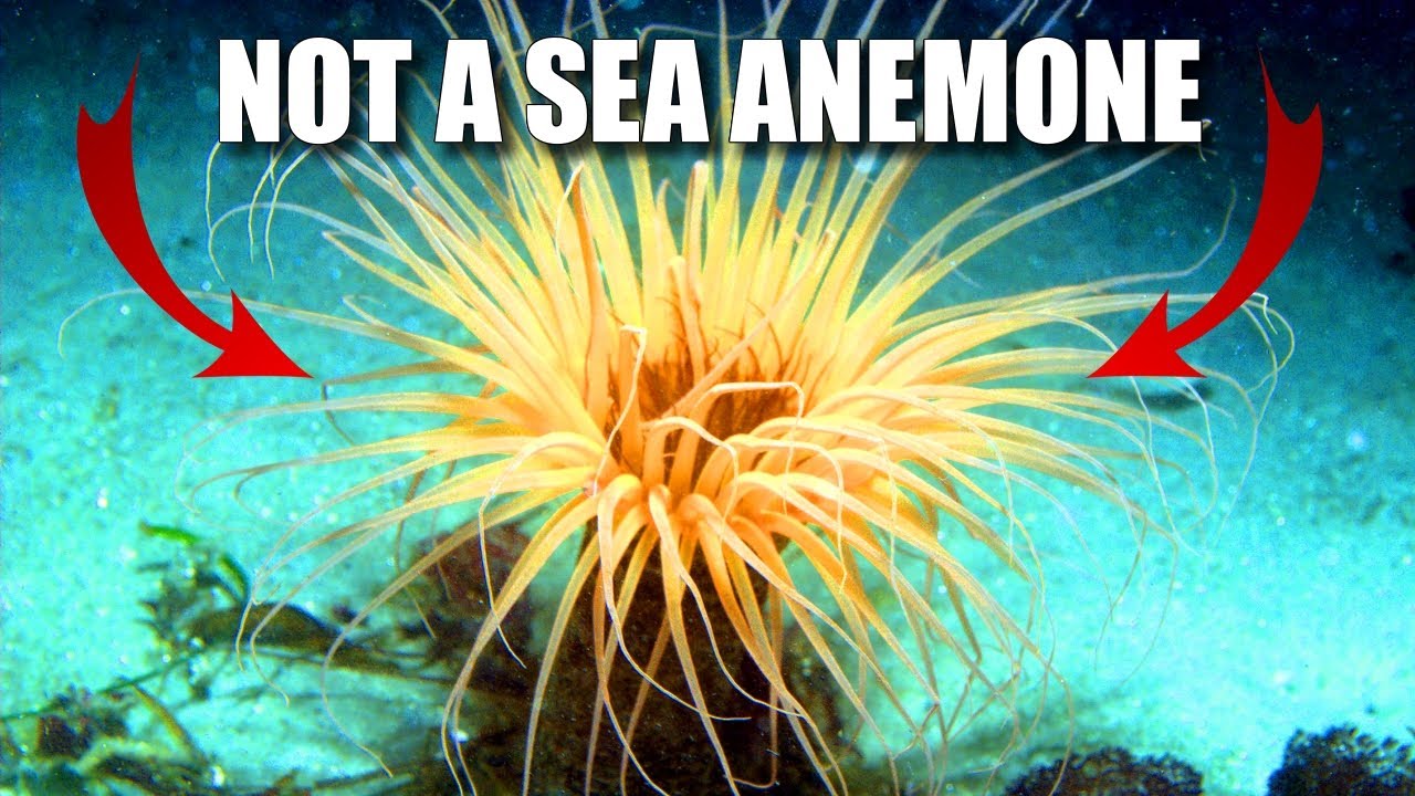 Tube Anemone Facts: NOT a Sea Anemone 🪸 Animal Fact Files