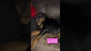 Rottweiler Snoring With An Eye Open 😂😂😭😭Luna