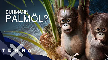 Was sind die Nachteile von Palmöl?