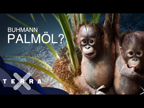 Video: Enthält Palmölseife Palmöl?