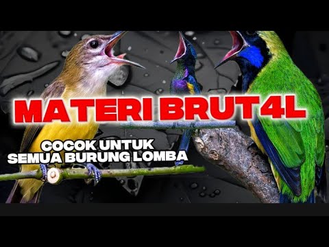 MASTERAN SPESIAL LEDAKAN 2024 KOMPILASI MEWAH UNTUK SEMUA JENIS BURUNG MURAI BATU DAN CUCAK IJO !!
