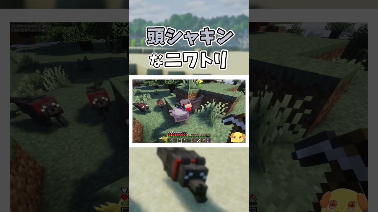 頭シャキンシャキンなニワトリ、現る。【マイクラ】【Minecraft】#shorts