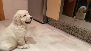 Golden Retriever Puppy scared of himself in the oven mirror. The first time Noah looked at himself.