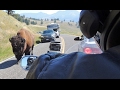 Yellowstone Motorcycle Ride:  Lamar Valley, Mammoth Hot Springs to Cooke City