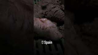 In industrial farming, cruelty is the norm.