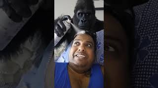 gorilla splunk