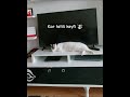KARIN KEYFİNİ YİNE ONLAR ÇIKARDI #döndüteacher #motivasyon #ydskelime #music #cat #yökdil