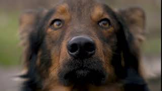 portrait of a cute mongrel dog outdoors