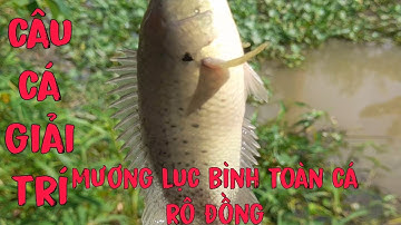 Nay đi câu cá giải trí. Ai ngờ gặp mương lục bình toàn  cá rô đồng #PhongMiềnTây.