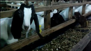 tutorial breeding kambing kelas khusus