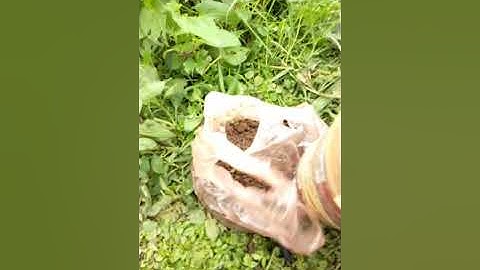 Kỹ thuật câu cá nheo sông