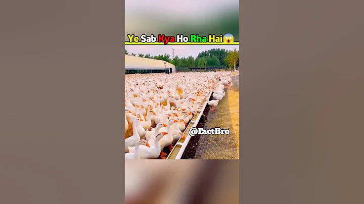 Chinese Duck Farming 😱||#facts #shorts #factholic #shortvideo