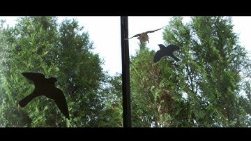 Testing Raptor Decals: Scientific Evidence on Bird–Window Collisions