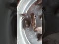 Koi Fish Moving Wildly! Amazing Catch #Shorts