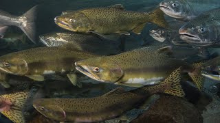 Salmon's life cycle and their incredible impact on our ecosystem