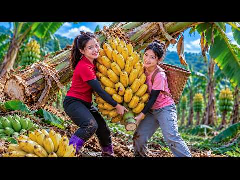 Harvesting Giant Bananas Deep in the Forest & Sell at Village Market | 2 Sisters Make Banana Cake!