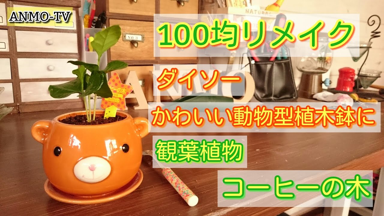100均リメイク ダイソー かわいい動物型植木鉢に観葉植物コーヒーの木を植え替え Youtube