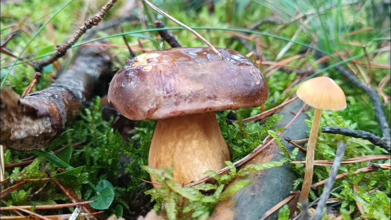 Ale wysypało w lasach grzybów!!